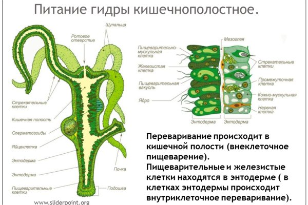 Кракен ат вход